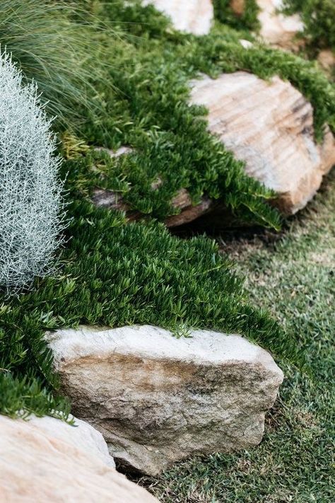 Native Ground Cover, Sustainable Garden Design, Australian Garden Design, Australian Native Garden, Australian Garden, Coastal Gardens, Ground Cover Plants, Mediterranean Garden, Sustainable Garden