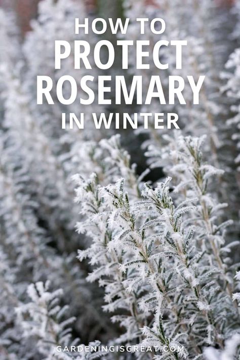 How To Protect Rosemary In Winter - Gardening is Great How To Bring Rosemary Inside, Rosemary By Your Garden Gate, Is Rosemary A Perennial, Rosemary Winter, Uses For Rosemary, Winter Garden Ideas, Prune Rosemary, Winter Herbs, Grow Rosemary