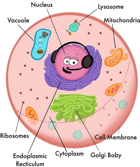 Edible Cell, Plant Cell Diagram, Plant Cell Model, Biology Jokes, Complex Building, Cell Diagram, Cell Parts, Plant Cells, Cell Organelles