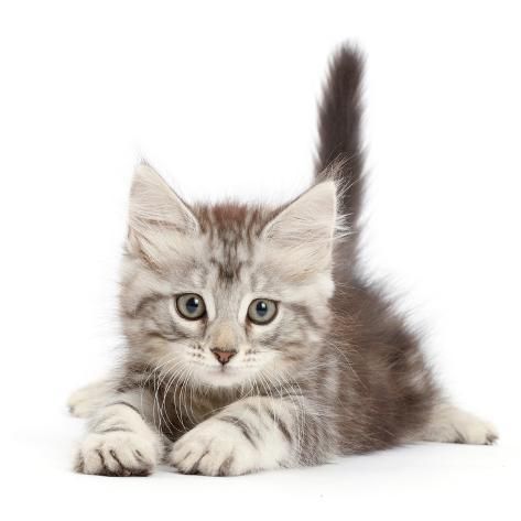 Silver Tabby Kitten, Cat Images, Söt Katt, Tabby Kitten, Cute Animals Puppies, Cute Little Kittens, Cute Cats Photos, Super Cute Animals, Cute Animals Images