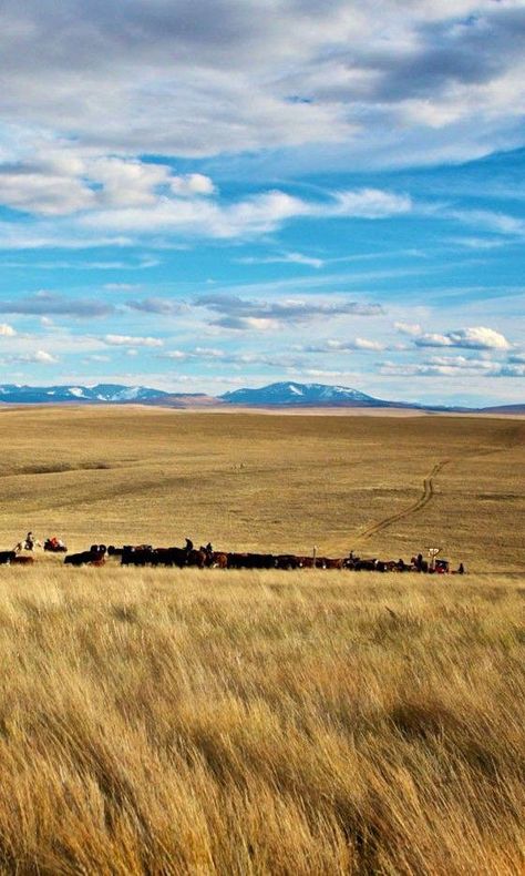 Prairie near Belt, Montana, USA (Marla Meridith, photographer) Arte Cowboy, I Hope One Day, Montana Travel, Montana Ranch, Ranch Hand, Montana Homes, Big Sky Montana, Into The West, Big Sky Country