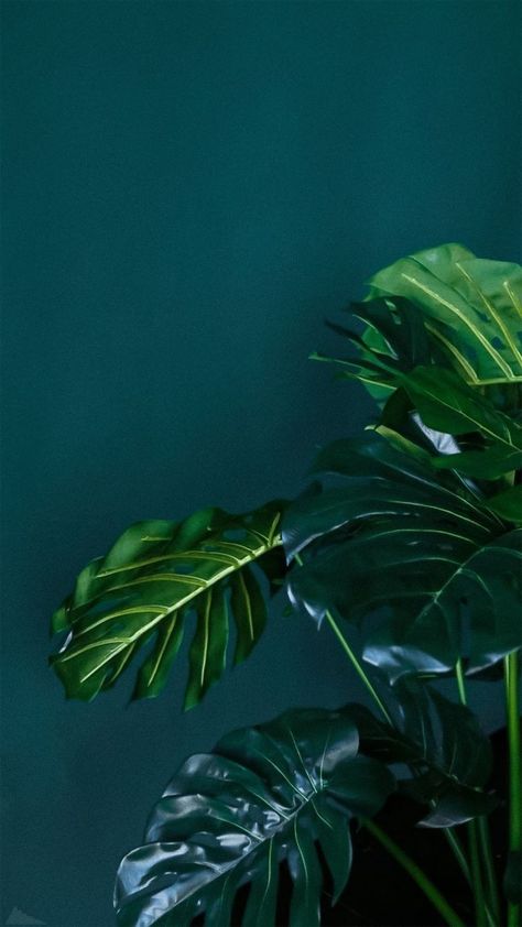 Dark Emerald Green Aesthetic, Emerald Green Aesthetic, Interest Board, Dark Emerald Green, Magic Places, Dark Green Aesthetic, Whatsapp Wallpaper, Plant Wallpaper, Plant Aesthetic