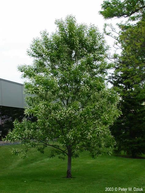 BLACK CHERRY TREE - PRUNUS SEROTINA Foliage Reference, Prunus Serotina, Prunus Padus, Olive Trees Garden, Family Trees Diy, Black Cherry Tree, Minnesota Wildflowers, Mini Forest, Deciduous Forest