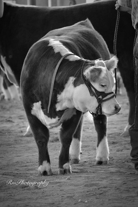 RmPhotography Cow Reference, 4h Livestock, Cattle Business, Cattle Pictures, Cattle Showing, Beef Cows, Livestock Photography, Showing Cattle, Bull Pictures