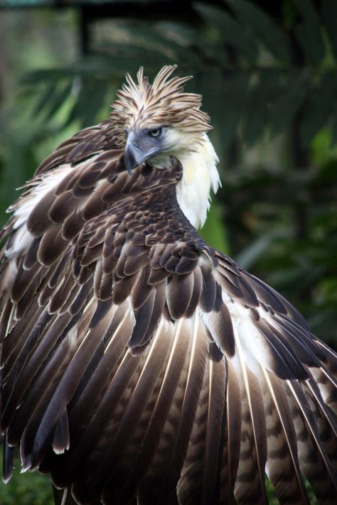 The world’s top 10 most unusual and endangered birds - in pictures Davao Philippines, Monkey Eating, Endangered Birds, Philippine Eagle, Fear Of Flying, Rare Animals, Exotic Birds, Colorful Birds, Birds Of Prey