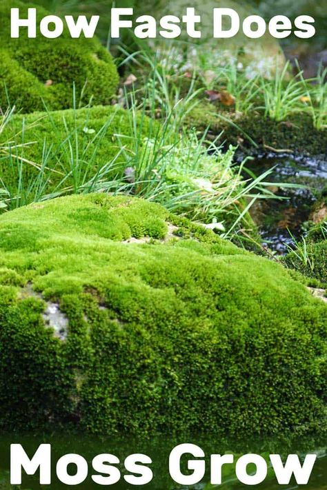 Moss Indoors, Nature Playground, Moss Lawn, Moss Grass, Grow Garden, Types Of Moss, Growing Moss, Moss Plant, Gardening Projects