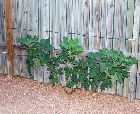 Fig Fruit Tree, Espalier Fruit Trees, Tree Photos, Waterwise Garden, Tree Nursery, Citrus Trees, Pallets Garden, Fruit Tree, Growing Fruit