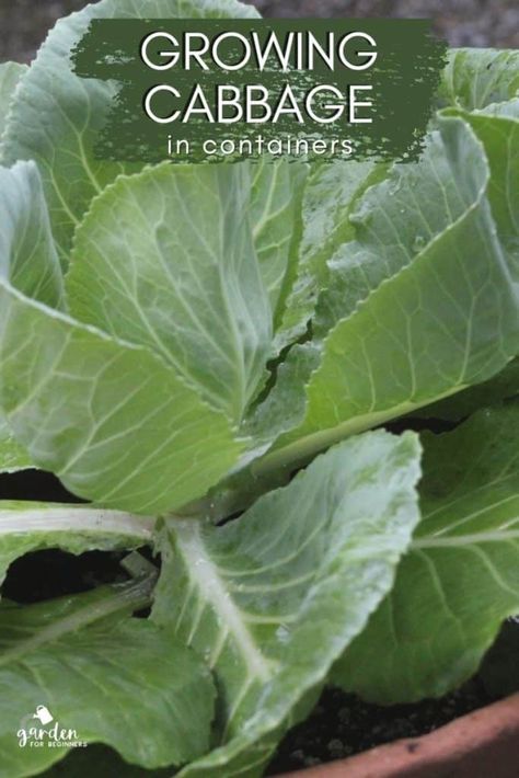 Growing Cabbage in Containers Cabbage Plants In Pots, Growing Cabbage In Containers, Cabbage In Containers, Grow Cabbage, Garden Soil Mix, Growing Cabbage, Growing In Containers, Cabbage Varieties, Types Of Cabbage