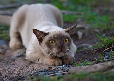 Cat Anatomy, Cat Reference, Warrior Cats Art, Gorgeous Cats, Cat Pose, Pretty Animals, Cat Photography, Warrior Cat, Cat Aesthetic