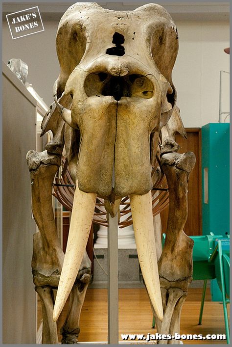 Elephant Skeleton, Elephant Skull, Animal Skeleton, University Of Glasgow, Animal Skeletons, Elephants Photos, School Creative, Scientific Name, Animal Study