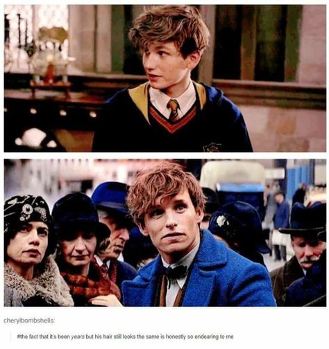 Young Newt, Potter Head, Harry Potte, Fantastic Beast, Images Harry Potter, Newt Scamander, Eddie Redmayne, Fantastic Beasts And Where, Albus Dumbledore