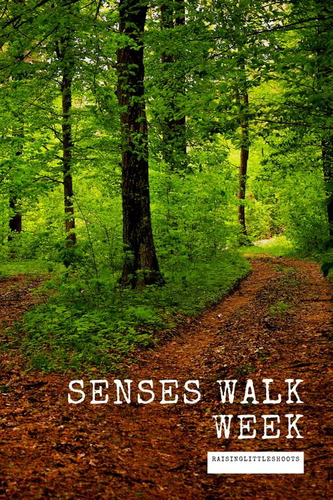 It’s Senses Walk Week in Exploring Nature With Children Here are some links to help with your nature study: Exploring the 5 senses During a Nature Walk Amazing Science – The 5 Senses (video) Exploring Our Senses – PBS Happy exploring! #nature #naturestudy #naturejournal #senses #senseswalk #sensesweek Preschool Nature Walk Activities, Preschool Nature Walk, 5 Senses Nature Walk, Forest School Nature Activities, Sensory Trail, Nature Walk Activities, The 5 Senses, Nature Therapy, Our Senses