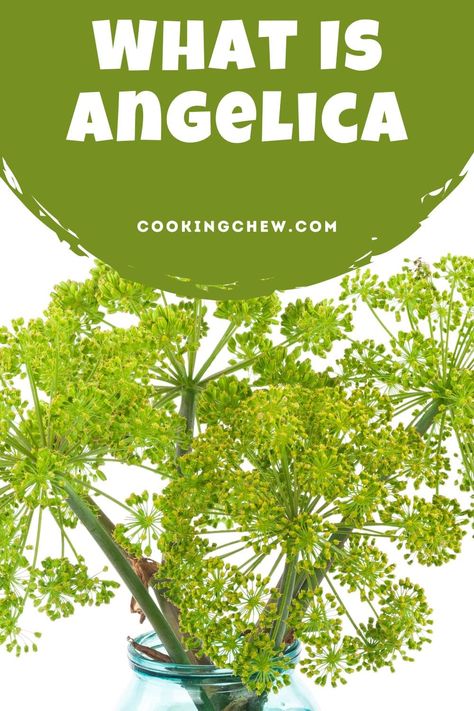 Angelica Herb Uses, Angelica Leaves Witchcraft, White Angelica Essential Oil, Fennel Cookies, Angelica Plant, Angelica Herb, Abortifacient Herbs, Ghost Plant, Backyard Barbecue