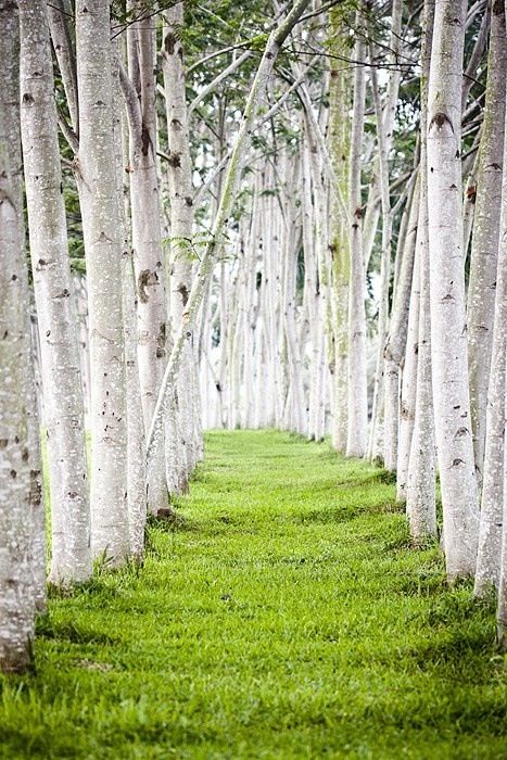 green 자작나무 그림, Tree Tunnel, White Birch Trees, Pathway Landscaping, Tree Hugger, Tree Forest, The Grass, Beautiful Tree, Belle Photo