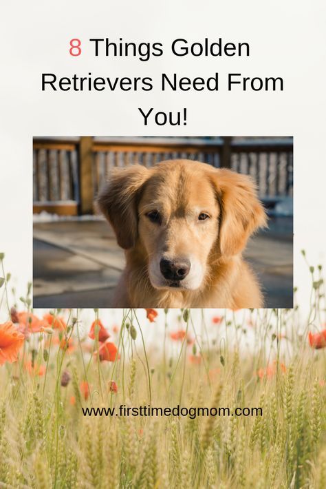 Golden Retriever Care, Golden Retriever Breed, Golden Retriever Training, Puppy Training Schedule, Golden Retriever Funny, Golden Puppy, A Golden Retriever, Purebred Dogs, Golden Retriever Puppy