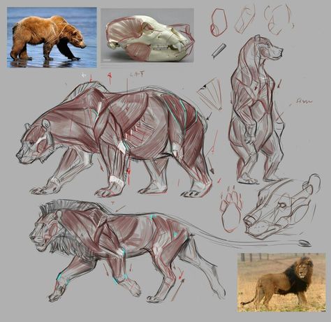 Muscles Creature Fantasy, Cat Anatomy, Animal Anatomy, Animal Study, Anatomy Drawing, Creature Concept Art, Bear Art, Animal Sketches, Arte Fantasy