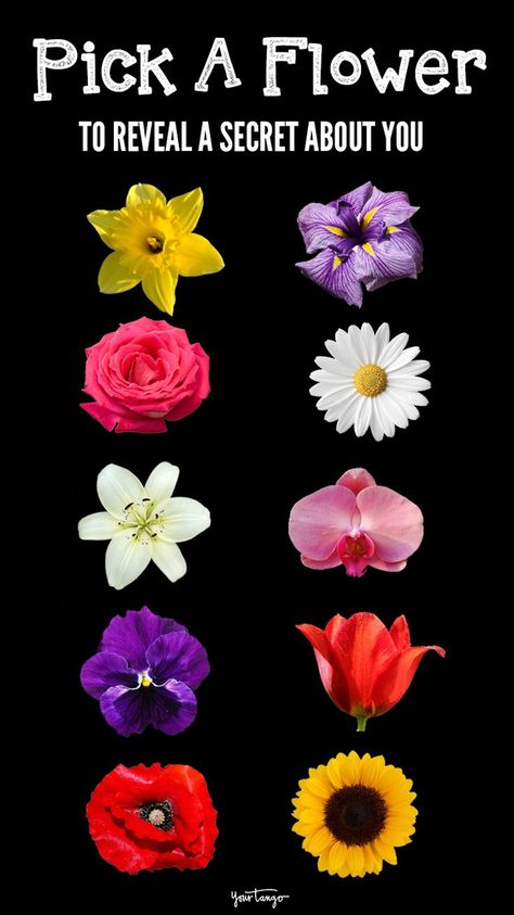 Personality Type Quiz, Personality Tests, Personality Psychology, Flower Meanings, Daffodil Flower, Myers Briggs Type, Unusual Flowers, Favorite Flower, Personality Test