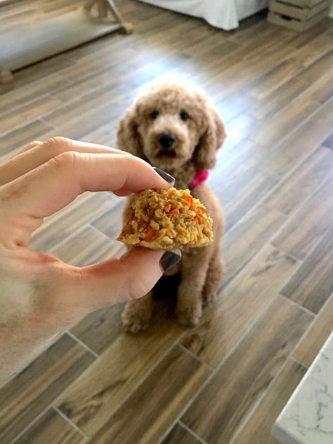 Carrot Cake Snack Bite Dog Treats | VegAnnie Cake Snack, Dog Treat Recipe, Snack Bites, Dog Treats Homemade Recipes, Vegan Sugar, Dog Treat Recipes, Snack Cake, Homemade Treats, Dog Treat