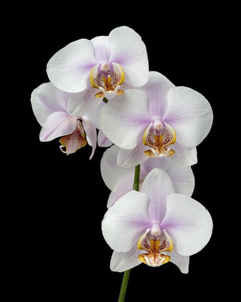 Orchid Wallpaper, Orchid Photography, Orchid Images, Flowers Black Background, Flower Orchid, Food Retail, Foto Transfer, Still Life Flowers, Retail Logo