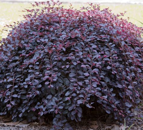 Video: Purple Pixie® Dwarf Weeping Loropetalum | Southern Living Plants Purple Diamond Loropetalum, Weeping Loropetalum, Purple Bushes, Purple Shrubs, Purple Pixie Loropetalum, Sunshine Ligustrum, Fringe Flower, Shrubs For Landscaping, Purple Foliage