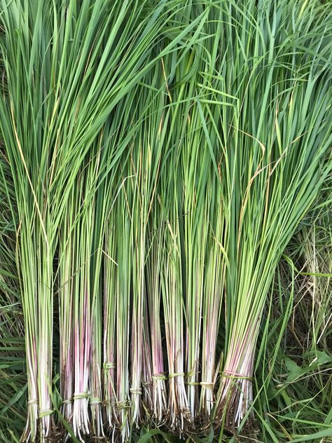 Sweetgrass, getting ready to braid them. 2018 Sweet Grass Braid, Sweetgrass Braid, American Indian Decor, Leaf Structure, Sacred Plant, Indian Decor, Healing Herbs, Paradise Island, World Cultures