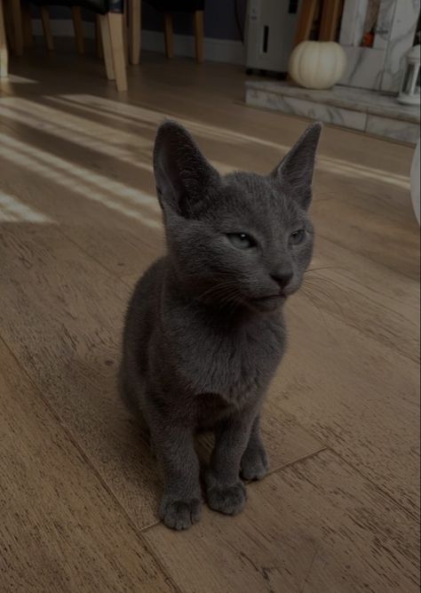 Grey Cat Aesthetic, Appartement Aesthetic, Cat Short Hair, Dark Grey Cat, Russian Blues, Gray Cats, Pet Cows, Russian Blue Cat, Gray Cat