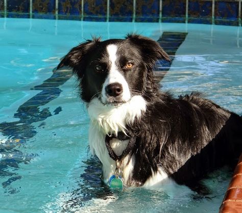 ...a quiet life...: morning playdate~ Border Collie Herding, Doggy Quotes, A Quiet Life, Australian Kelpie, Collie Puppies, Border Collie Puppies, Collie Mix, Herding Dogs, Quiet Life