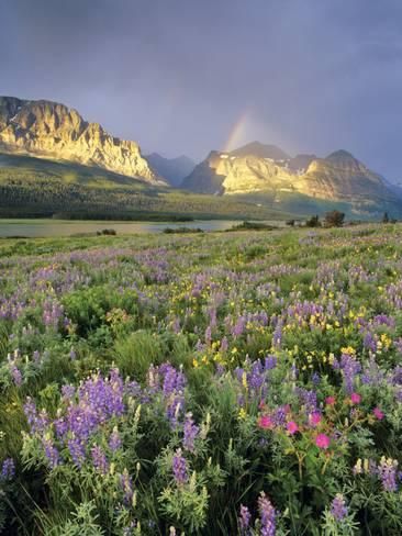 Photographic Print: Meadow of Wildflowers Near Lake Sherbourne in Glacier National Park, Montana, USA by Chuck Haney : 24x18in Sky Rainbow, Montana Vacation, Montana Usa, Glacier National Park Montana, Green Earth, Pretty Landscapes, Glacier National, Glacier National Park, Nature Aesthetic