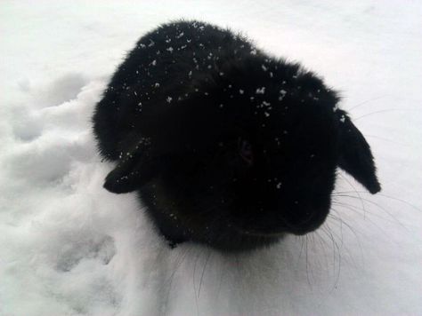 Cute Bunny Pictures, Black Bunny, Black Rabbit, Fluffy Bunny, Bunny Pictures, Pet Bunny, Black Animals, Pet Rabbit