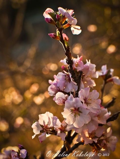 Flowering Almond, Almond Blossoms, Plant Bud, Tree Study, Almond Tree, Nursery Mural, Room Painting, Blooming Trees, Spring Blossoms