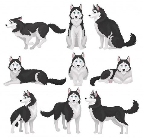 Husky Images | Free Vectors, Stock Photos & PSD Husky Images, Siberian Husky Funny, Husky Drawing, White Siberian Husky, Husky Breeds, Husky Funny, Dog Poses, Siberian Husky Puppies, Dog Icon