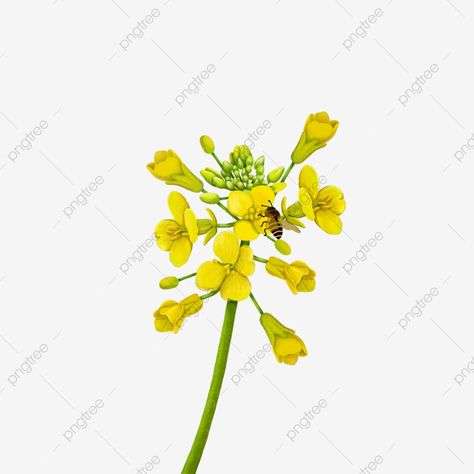 Bujo 2023, Canola Flower, Chinese Background, Flower Cartoon, Flower Png Images, Wreath Illustration, Flower Festival, Plant Flower, Festival Posters