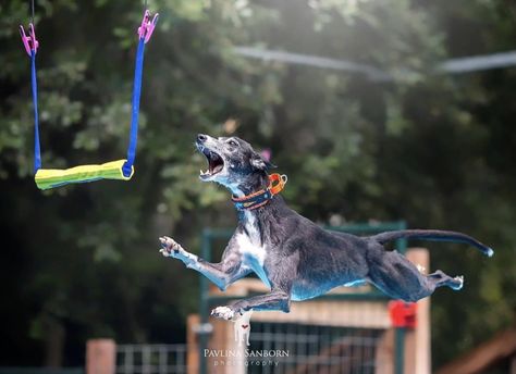 Dog Dock Diving, Dock Diving, Dog Sports, Dock Diving Dogs, Sports Mix, Fly Ball, Sporting Dogs, Working Dogs, Whippet