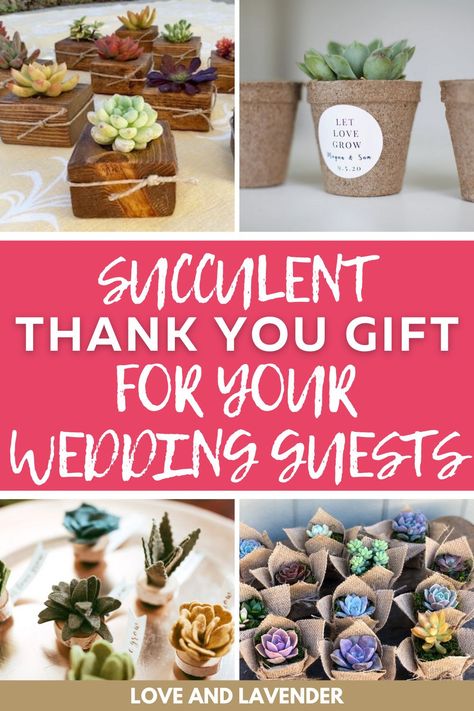 Wedding Favor Plant Ideas, Succulents As Wedding Favors, Succulent Gift Ideas Wedding Favors, Succulent Favors Bridal, Succulent Wedding Shower Ideas, Wedding Plant Gifts For Guests, Succulents For Wedding Favors, Succulent Favors Wedding, Succulent Party Favors Diy