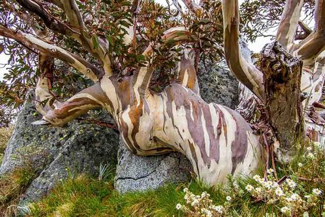 Eucalyptus pauciflora (Snow Gum) Twisted Branches, Eucalyptus Deglupta, Architectural Plants, Amazing Trees, Gum Tree, Street Trees, Specimen Trees, Beautiful Trees, How To Attract Birds