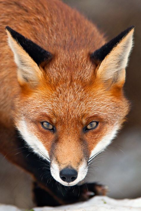 Red Fox portrait (Vulpes vulpes) Fox Looking Down, Fox Poses Reference, Red Fox Photography, Kitsune Character, Fox Profile, Fox Reference, Wolf Reference, Side View Of Face, Character Redesign