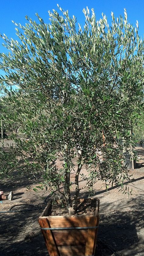 This is what a boxed Olive tree will look like. This is a 24" or 36" Fruitless Olive Trees Landscape, Olive Tree Landscaping Ideas, Wilsonii Olive Tree, Median Planting, Fruitless Olive Tree, Parisian Courtyard, Mediterranean Trees, Olive Tree Care, Olive Trees Landscape