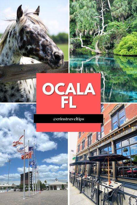 Four photos showing Appalossa horse with spots, rainbow springs state park turquoise water, world equestrian center ocala flags and grand entrance, and Harry's Restaurant outdoor seatiing in downtown Ocala. Fun Things to Do in Ocala starts with these things. World Equestrian Center Ocala, World Equestrian Center, Rainbow Springs State Park, Florida Travel Destinations, Florida Getaway, Rainbow Springs, Florida Adventures, Ocala Florida, Florida Springs