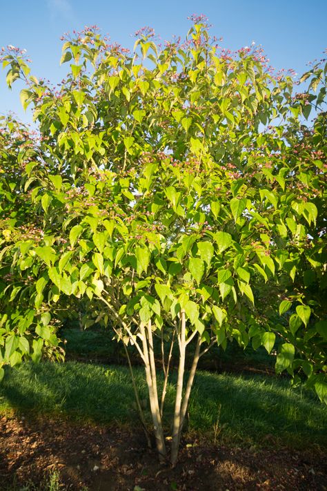 Clerodendrum Trichotomum, Planting Palette, Prairie Planting, Mill House, Garden Inspo, Food Forest, Unique Trees, Leaf Coloring, Roof Garden