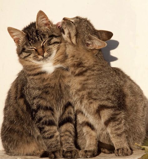 Animals Cuddling, Cat Couples, Animal Couples, Cat Couple, Cat Pose, Two Cats, 웃긴 사진, Cat Aesthetic, Cat Grooming