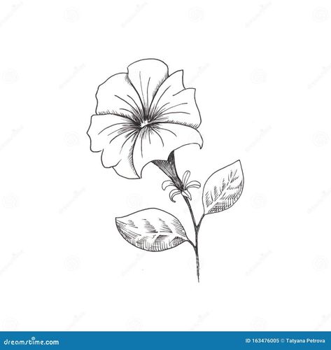 Petunia Drawing Tattoo, Petunia Drawing Simple, Petunia Drawing, Petunia Tattoo, Petunia Flower, Black And White Sketches, Petunias, Tattoo Drawings, Easy Drawings