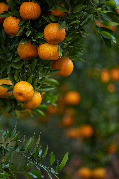 Orange Garden, Tree Orange, Tangerine Aesthetic, Orange Tree Aesthetic Wallpaper, Mandarin Orange Tree, Oranges Fruit Aesthetic, Tangerine Tree Aesthetic, Orange Photography Fruit, Downtown Photography