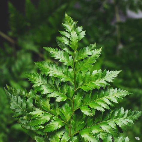 Shrubs and Succulents — Green Acres Nursery & Supply — Tagged "Shrubs: 2'-4' Tall" — Page 2 Leatherleaf Fern, Evergreen Ferns, Scabiosa Pods, Nursery Supplies, Floral Design Classes, Ornamental Kale, Flower Identification, Porch Planters, Green Acres