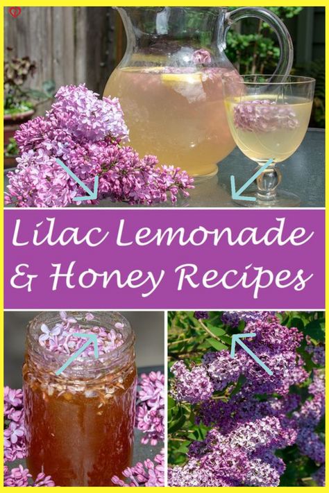 This is Why You Should Be Having Lilac Lemonade This Summer : The Hearty Soul Lilac Honey Recipe, Lilac Lemonade Recipe, Lilac Recipes Edible Flowers, Lilac Recipes, Lilac Lemonade, Lavender Lemonade Recipe, Soul People, Flower Recipes, Cottagecore Recipes