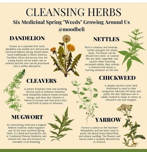 Herbalist Tattoo, Herbal Witch, Herbal Education, Medicinal Herbs Garden, Magickal Herbs, Medical Herbs, Magic Herbs, Magical Herbs, Herbal Apothecary