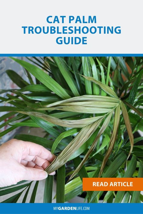 Areca Palm Care, Palm Plant Indoor, Indoor Palm Plants, Palm Plant Care, Palm House Plants, Cat Palm, Indoor Palm Trees, Indoor Palms, Bamboo Palm