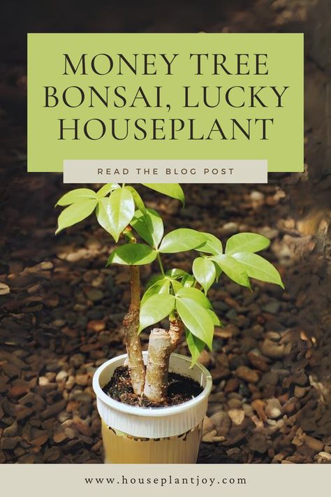 Money Tree Bonsai: More Than a Lucky Houseplant 🍀🌳 Easy to care for and believed to bring luck and fortune, its vibrant green leaves and braided trunk add beauty to any home. #MoneyTree #Bonsai #LuckyPlants #IndoorGardening #HomeDecor Money Tree Bonsai, Lucky Plant, Money Tree, Money Trees, Vibrant Green, Good Fortune, The Money, Green Leaves, House Plants