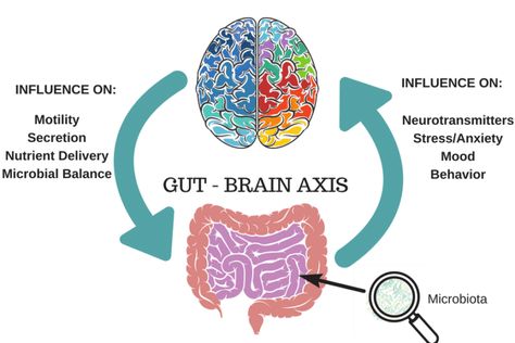 The Gut-Brain Connection: It’s Not All in Your Head - The Gut-Brain Axis is a fascinating area of research - learn how your gut affects your mood, and how your brain affects your gut. What Is Ibs, Ibs Fodmap, All In Your Head, Sunday Routine, Brain Connections, Gut Brain, Vagus Nerve, Irritable Bowel, Fodmap Diet