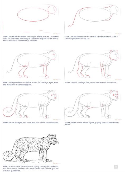 How to draw a snow leopard How To Draw A Leopard Step By Step, How To Draw A Snow Leopard Step By Step, How To Draw A Leopard, Leopard Print Drawing, Feline Drawing, Leopard Sketch, Leopard Walking, Snow Leopard Drawing, How To Draw Snow