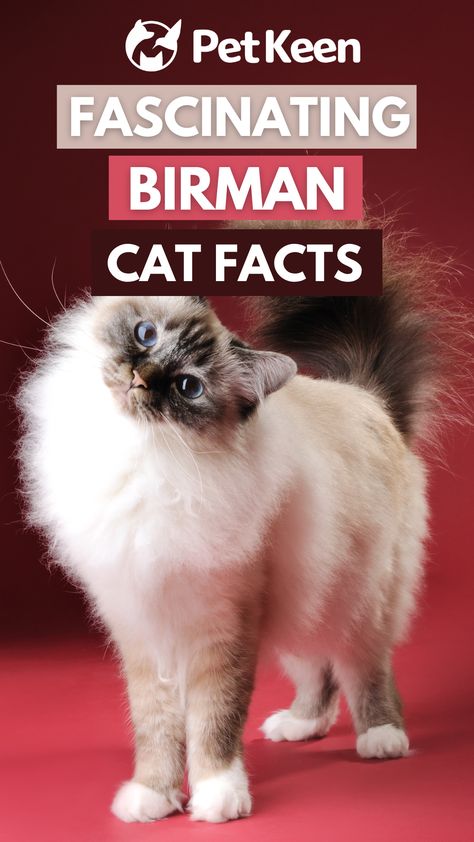 The Birman cat is an increasingly popular breed that many people seek out because of their attractive appearance and long fur. Birman Cat Colors, Birman Cat Aesthetic, Birman Cat, Cat Personalities, Classic Names, Types Of Cats, Cuddly Animals, Fascinating Facts, Cat Facts